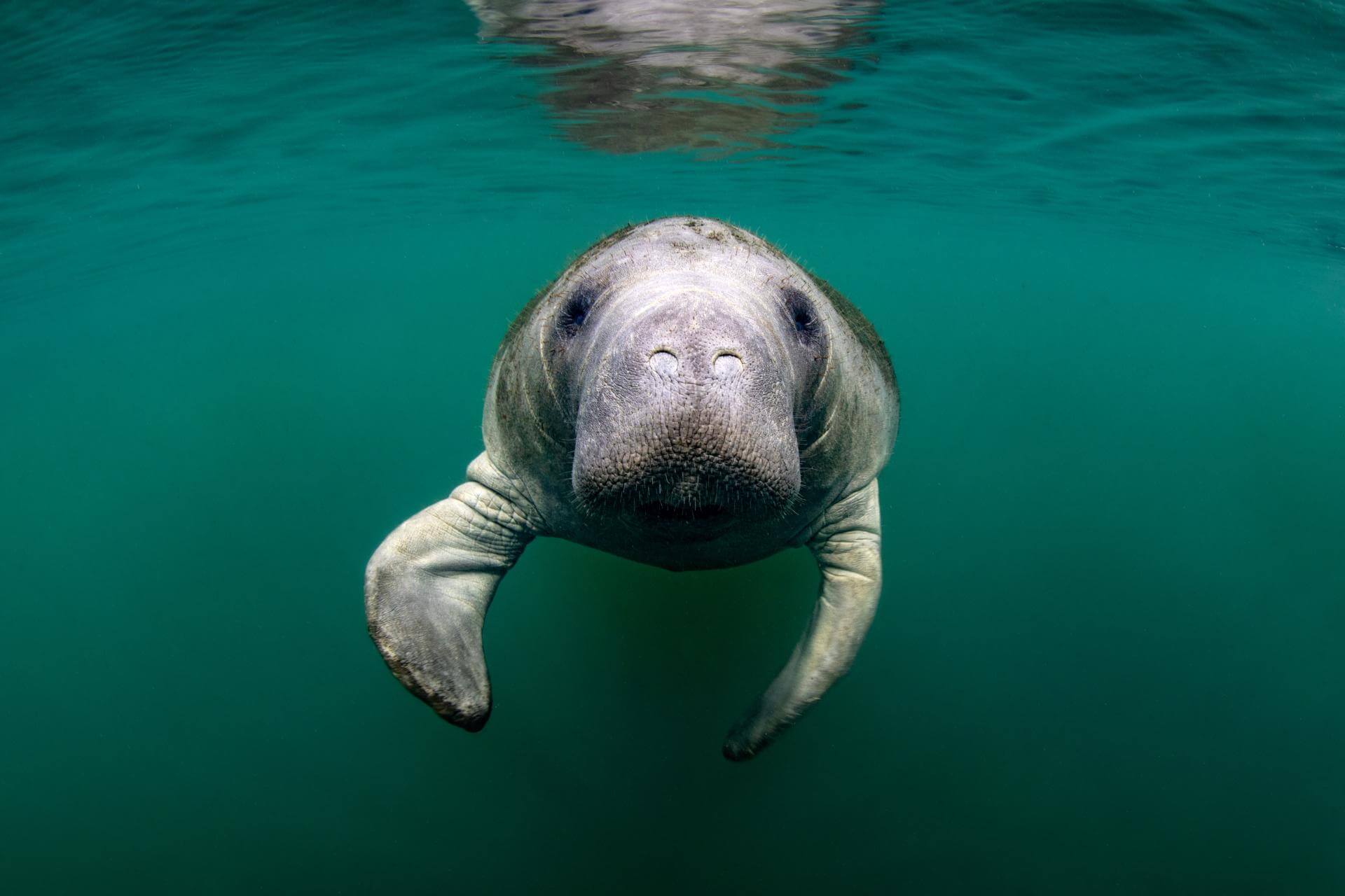 Manatee Teeth – Nature’s Aquatic Marvels